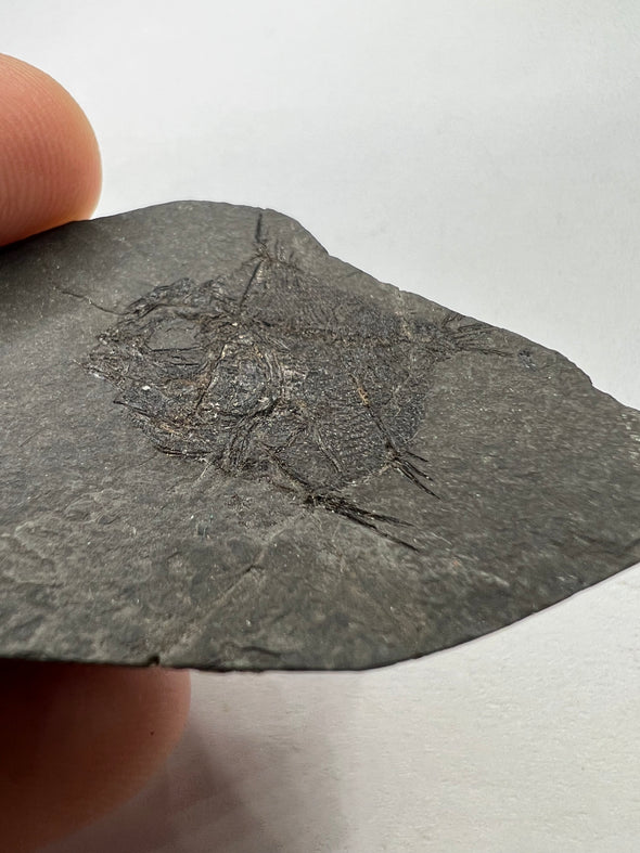 Oligocene Fish Fossil - up close