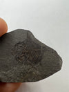 Oligocene Fish Fossil - Held in a hand