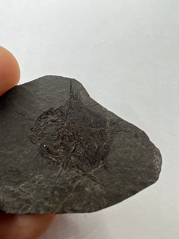 Oligocene Fish Fossil - Held in a hand