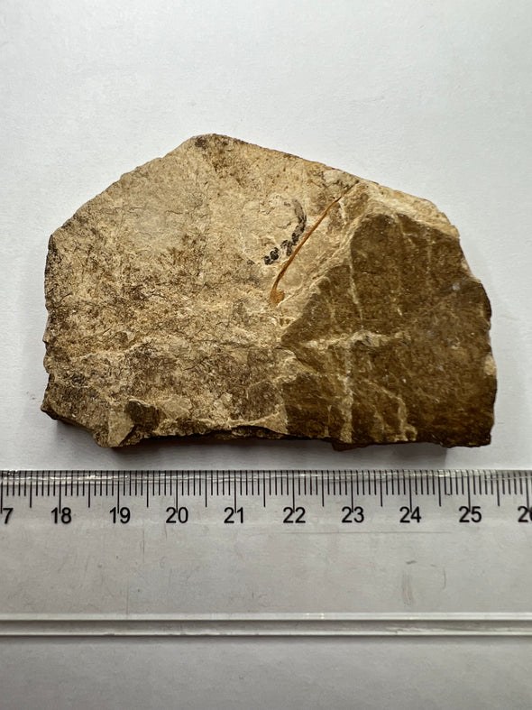 Rare Oligocene Fossil Fish - top view