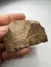 Rare Oligocene Fossil Fish - details