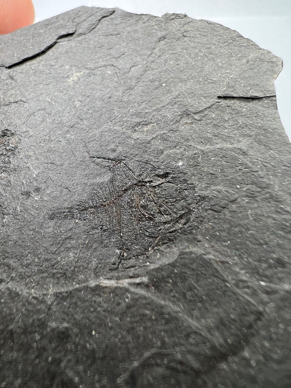 rare fossil fish rcaproida - up close