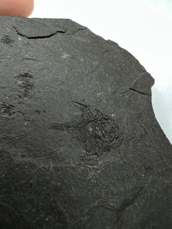 rare fossil fish - caproida