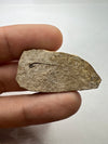 Fossil Fish Cetorhinus - held in a hand