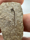 Fossil Fish Cetorhinus
