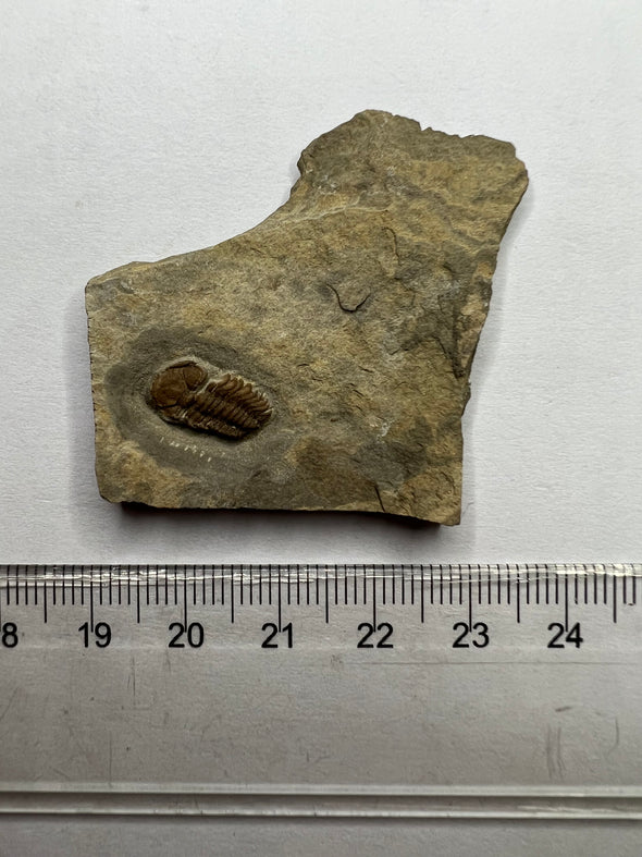 Special Trilobite Fossil - size