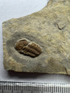 Special Trilobite Fossil - front view