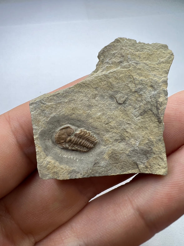 Special Trilobite Fossil 
