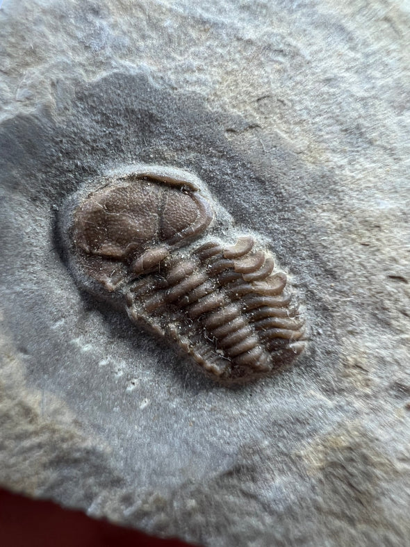 Special Trilobite Fossil - details