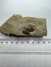 Remarkable Trilobite Fossil - Trimerocephalus Caecus - size