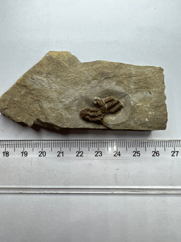 Remarkable Trilobite Fossil - Trimerocephalus Caecus - size