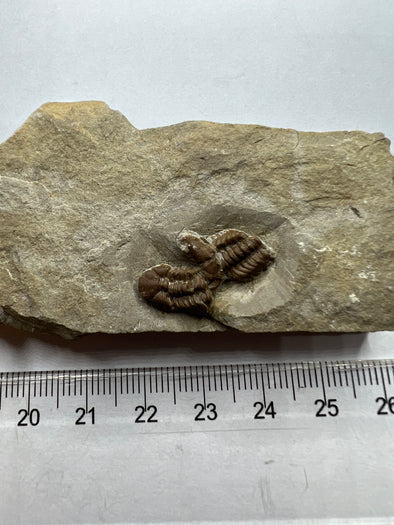 Remarkable Trilobite Fossil - Trimerocephalus Caecus