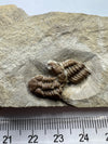 Remarkable Trilobite Fossil - Trimerocephalus Caecus - details