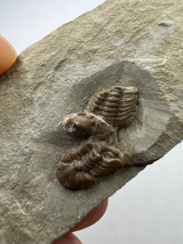 Remarkable Trilobite Fossil - Trimerocephalus Caecus - close up details