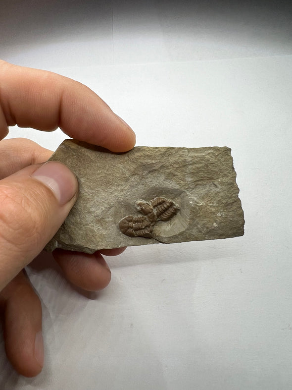 Remarkable Trilobite Fossil - Trimerocephalus Caecus - held in a hand