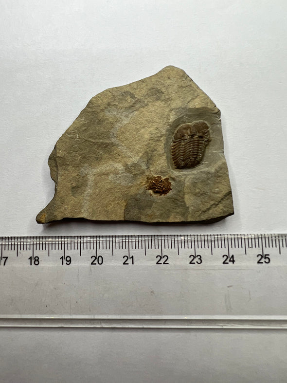Exceptional Trilobite Fossil - Trimerocephalus Caecus - top view