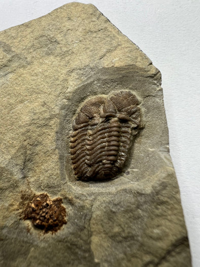 Exceptional Trilobite Fossil - Trimerocephalus Caecus