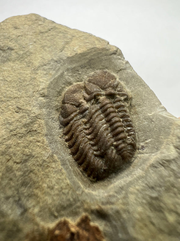Exceptional Trilobite Fossil - Trimerocephalus Caecus - close up