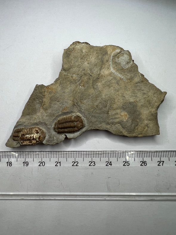 Unique Trilobite Fossil - Trimerocephalus caecus - size