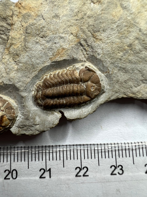 Unique Trilobite Fossil - Trimerocephalus caecus - first specimen
