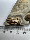 Unique Trilobite Fossil - Trimerocephalus caecus - details