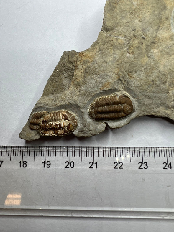 Unique Trilobite Fossil - Trimerocephalus caecus - two specimens