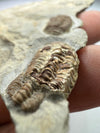 Unique Trilobite Fossil - Trimerocephalus caecus - second specimen