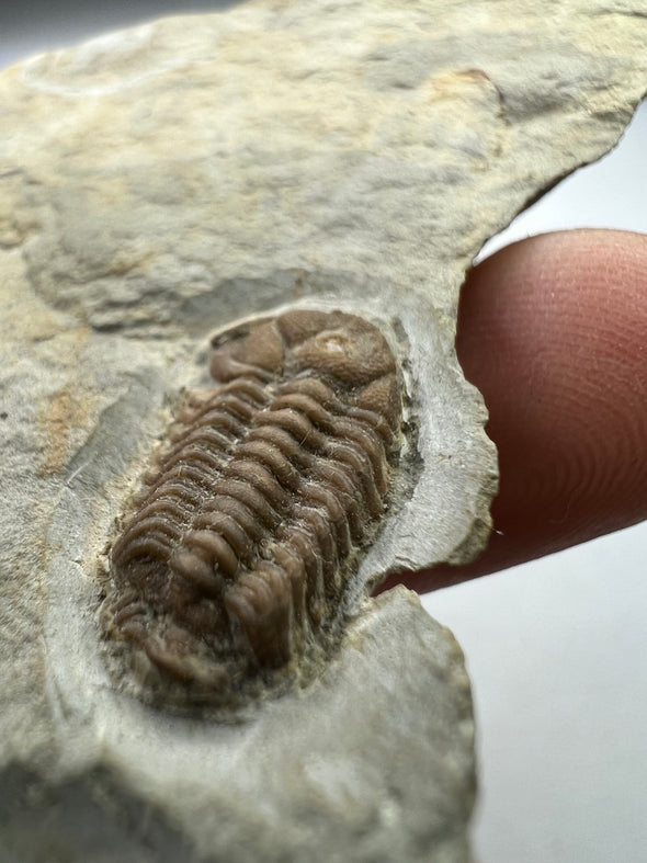 Unique Trilobite Fossil - Trimerocephalus caecus - close up