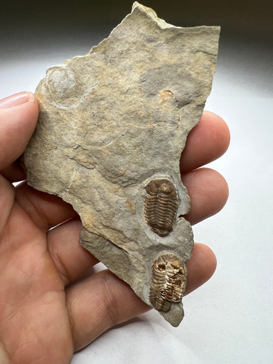 Unique Trilobite Fossil held in a hand