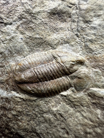 Trilobite, Archegonus (Philibole) aprathensis 233