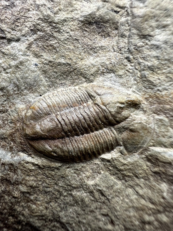 Trilobite, Archegonus? (Philibole) aprathensis 233