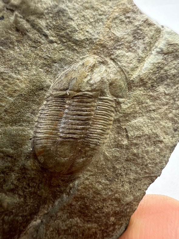 Trilobite, Archegonus? (Philibole) aprathensis 233