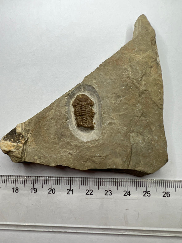 Trilobite Fossil - Rare Trimerocephalus caecus - overall view