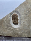 Trilobite Fossil - Rare Trimerocephalus caecus - top view