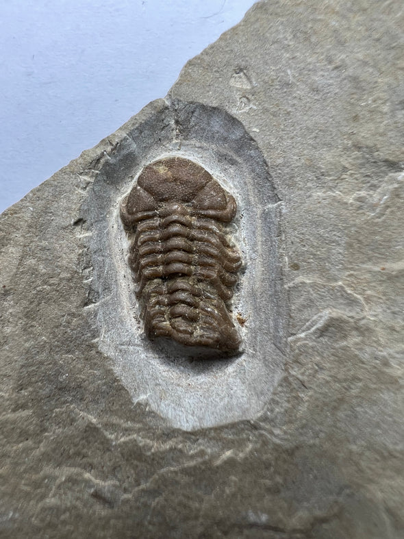 Trilobite Fossil - Rare Trimerocephalus caecus - details