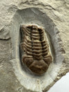 Trilobite Fossil - Rare Trimerocephalus caecus