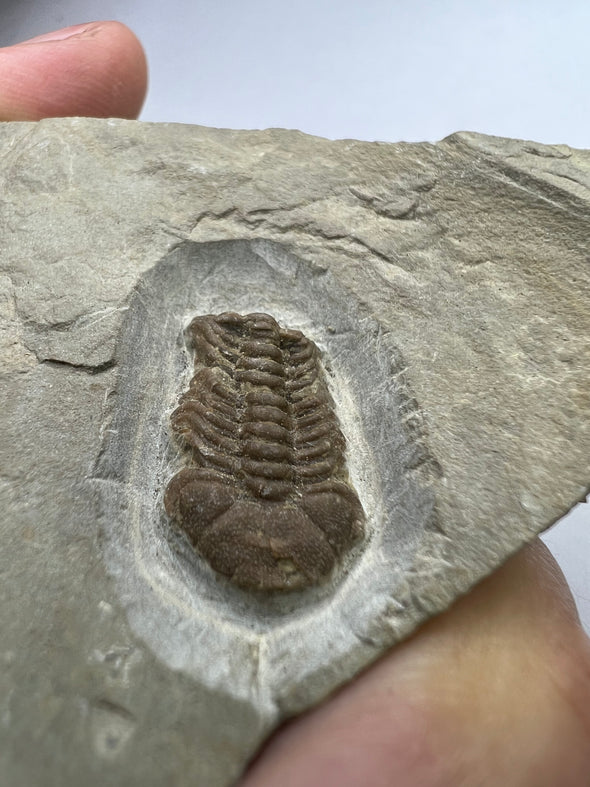 Trilobite Fossil - Rare Trimerocephalus caecus - close up