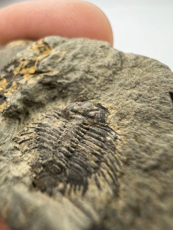 Beautiful Trilobite Fossil - details