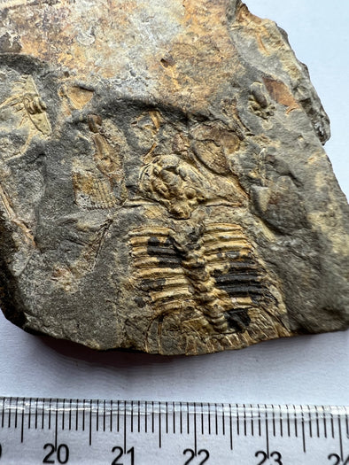 Real Trilobite Fossil