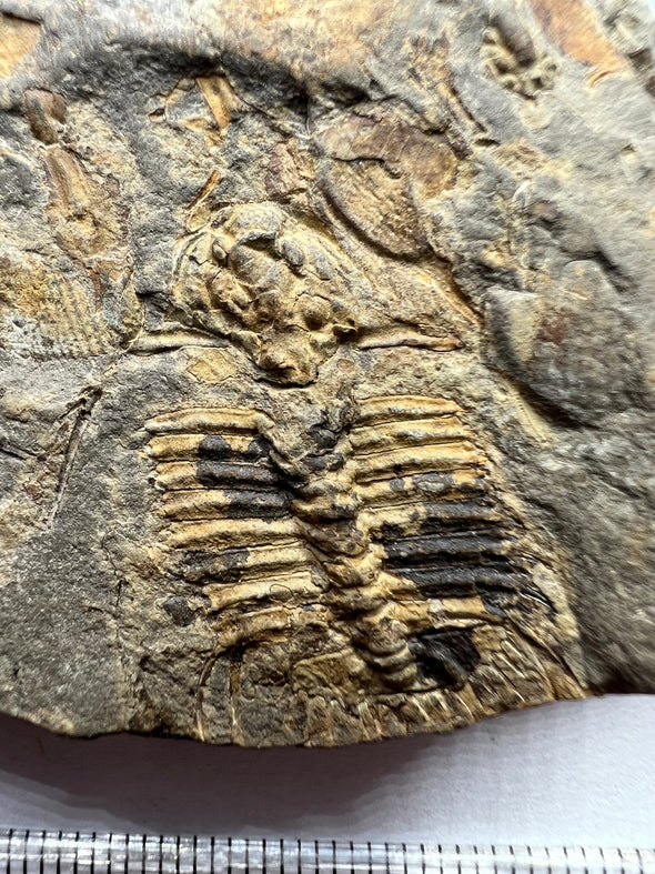 Real Trilobite Fossil - details