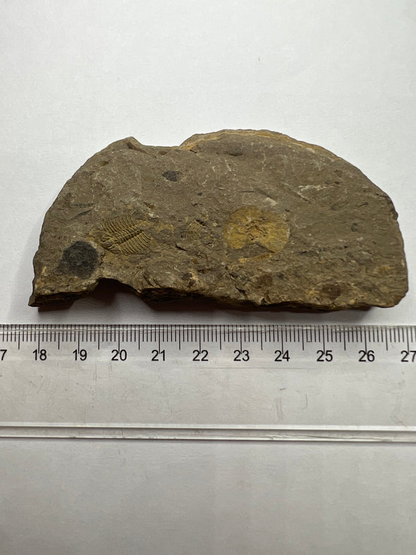 Trilobite Odontopleura Ovata - size