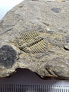 Trilobite Odontopleura Ovata - details