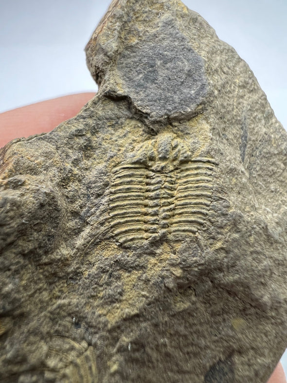 Trilobite Odontopleura Ovata - back view