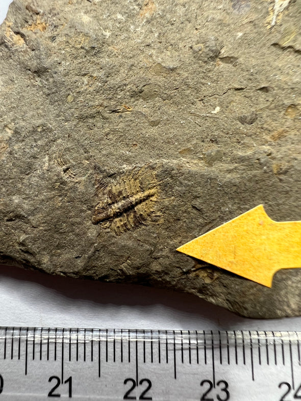 Trilobite Fossil, Odontopleura Ovata - details