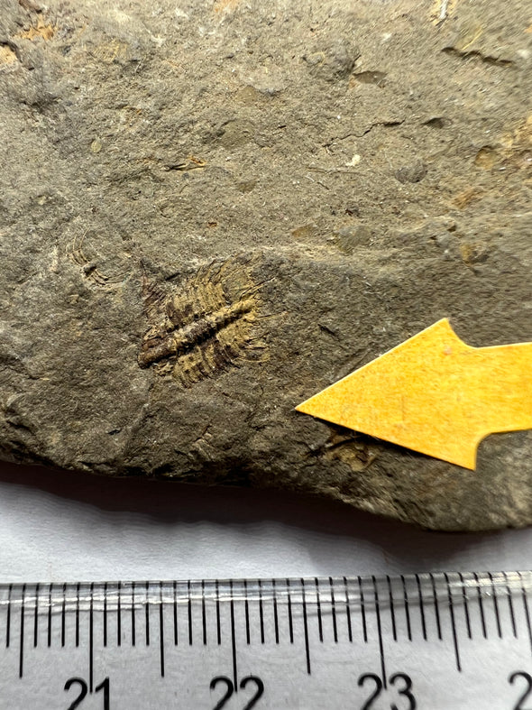 Trilobite Fossil, Odontopleura Ovata  - close up