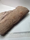 calamite fossil plant for sale