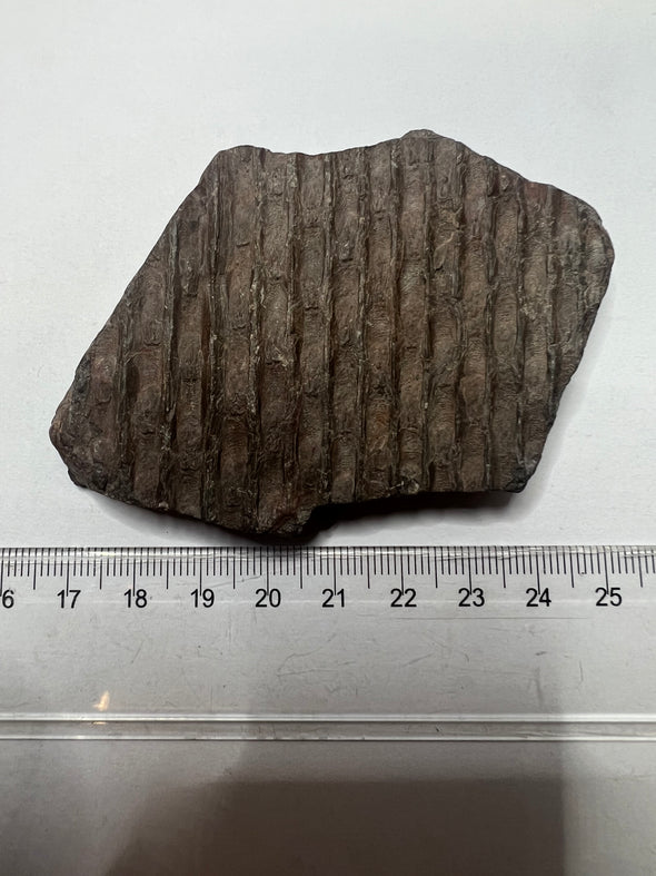 Rare Sigillaria Fossil - size