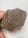 Rare Sigillaria Fossil - held in a hand