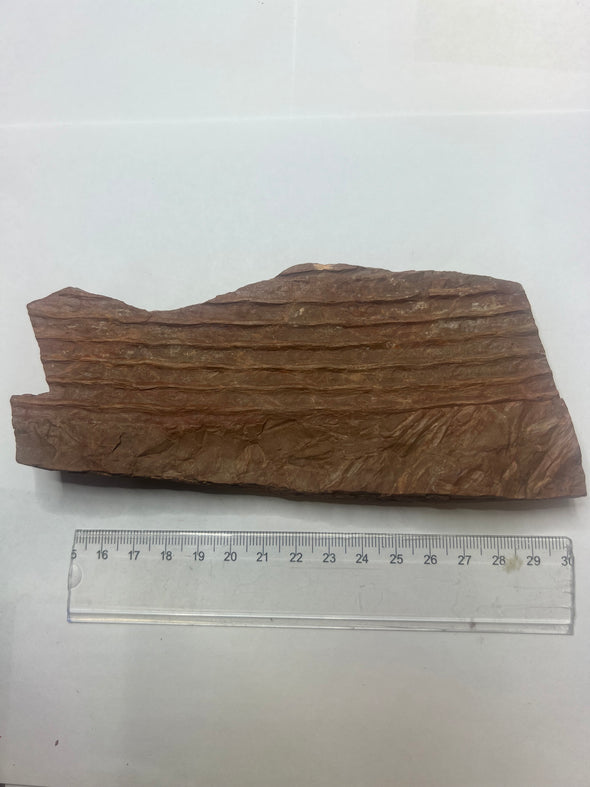 Sigillaria Fossil - size