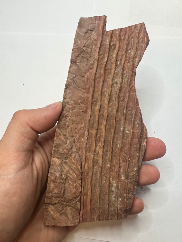 Sigillaria Fossil